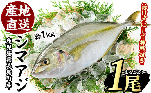 
鹿児島県長島町産 シマアジ (約1.0kg・1匹) シマアジ 鹿児島 鮮魚 下処理済み 一匹 柵 刺身 切り身 高級あじ 高級魚【JFA】jfa-4121
