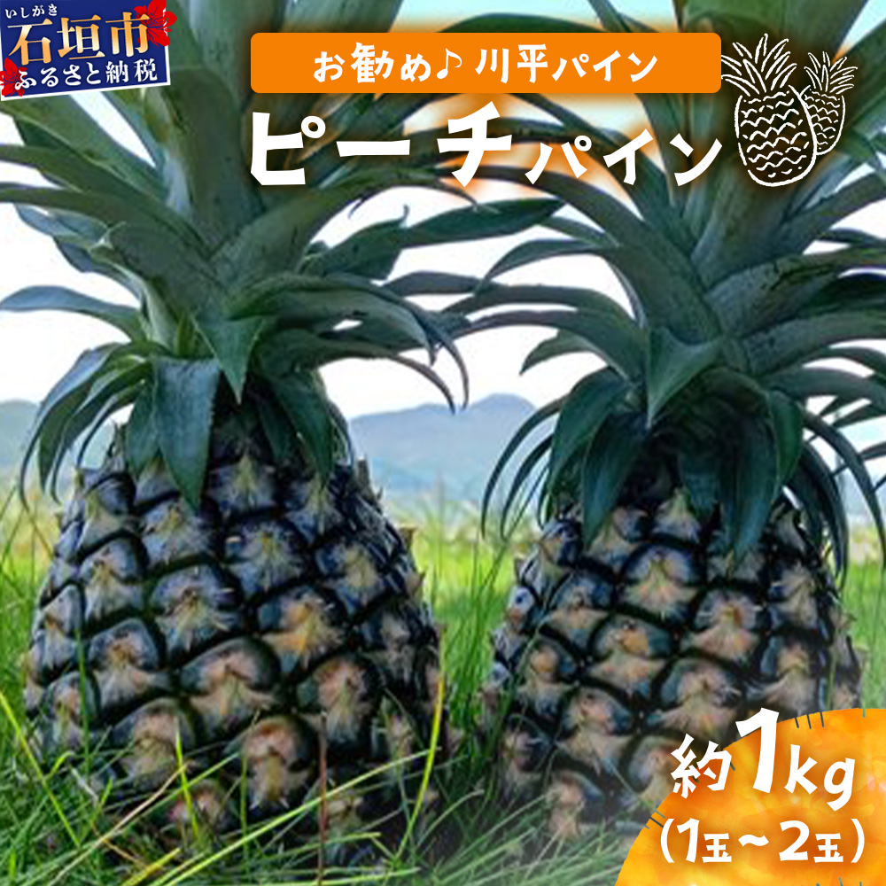 【先行予約】ピーチパイン1kg（1～2玉）お勧め♪川平パイン《2026年5月～11月頃順次発送》KN-4