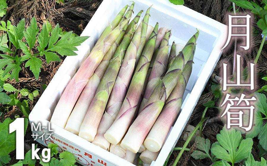 【令和8年産先行予約】 月山筍 1kg　山形県鶴岡市産 K-830 JA庄内たがわ
