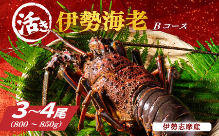 活き 伊勢海老 3～4尾 約800～850g 山金商店 伊勢えび 伊勢えび 伊勢えび 伊勢えび