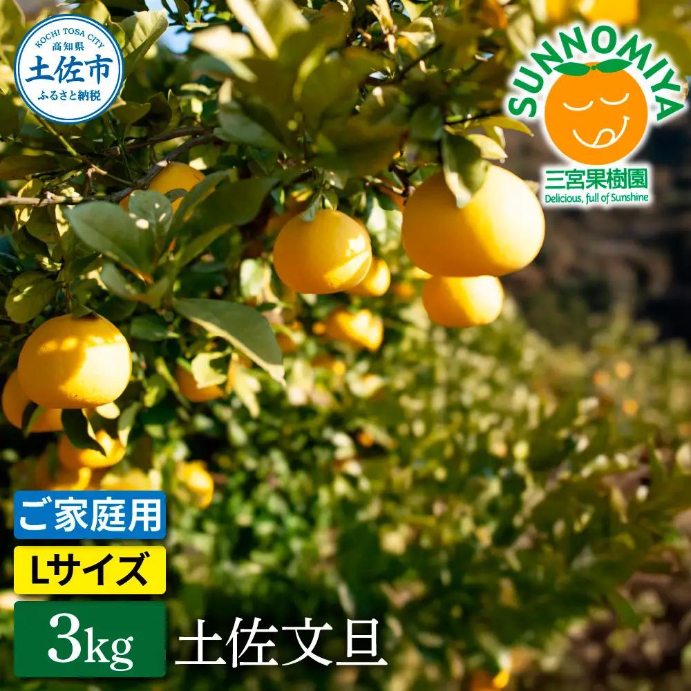 【先行予約】三宮果樹園の土佐文旦 ご家庭用Lサイズ 3kg〈2027年2月14日から2027年3月15日発送〉高知県 土佐市【三宮果樹園】[BQAP009]