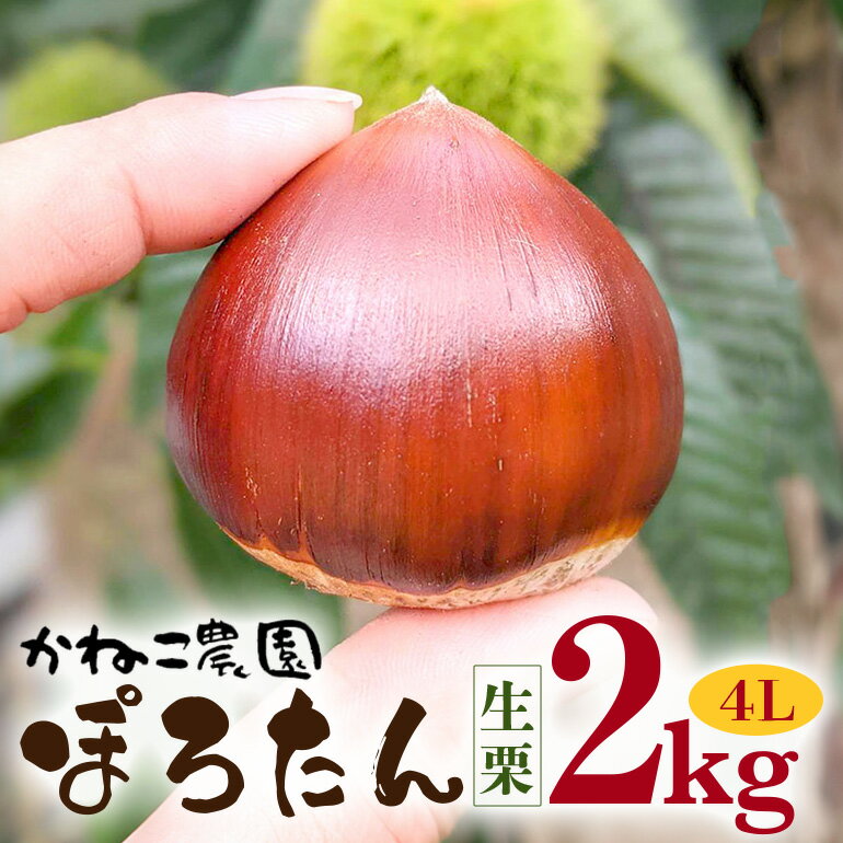 【ふるさと納税】【2026年先行予約】 生栗 2kg 4Lサイズ ぽろたん 栗 くり クリ かねこ農園の生栗 国産 国産栗 和栗 ギフト プレゼント 特大 大きい 秋 旬 おやつ 笠間 かさま 茨城県 いばらき 送料無料 ＜9月上旬～1月に順次発送予定 12月31日まで受付＞