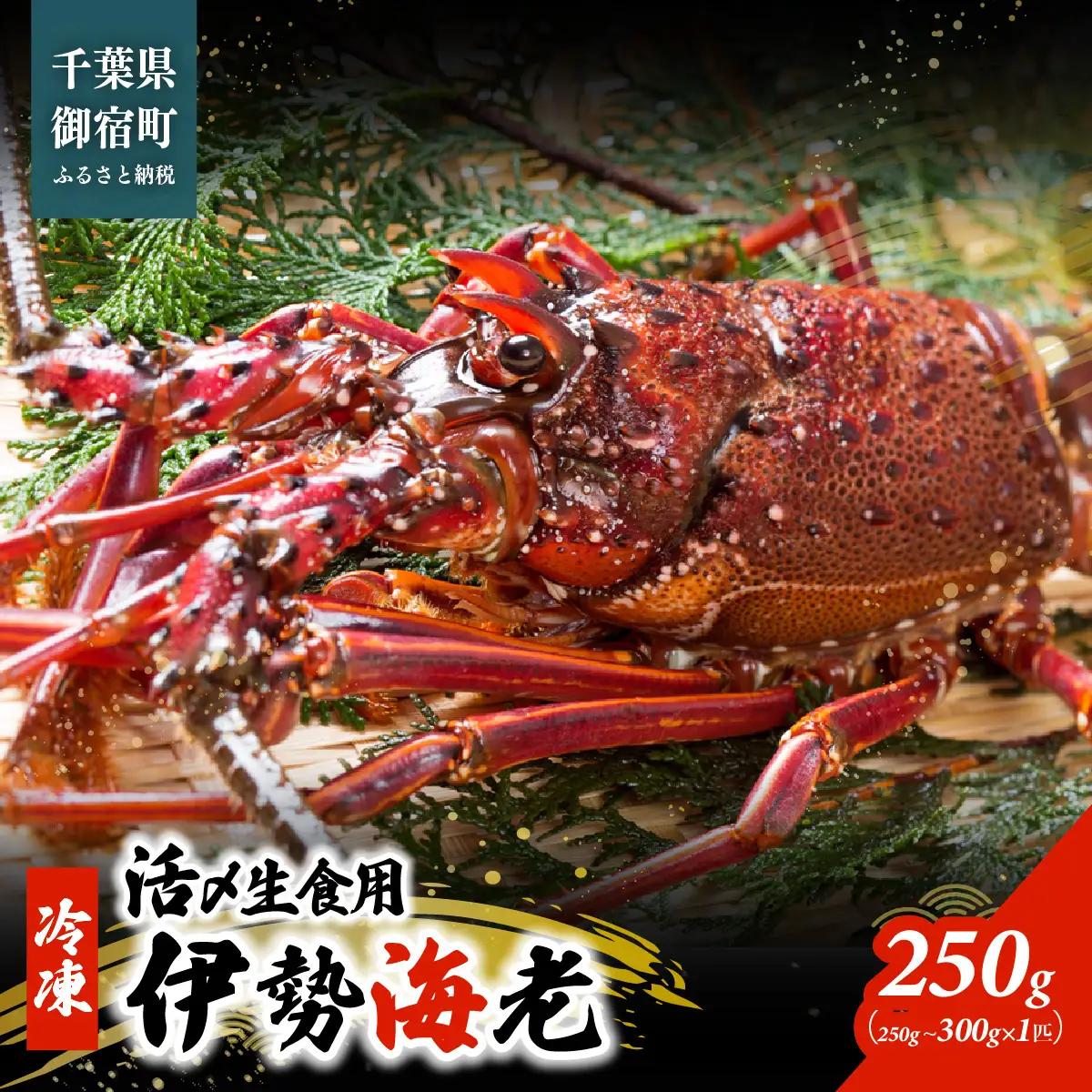 活〆生食用伊勢海老（冷凍）２５０ｇ（２５０～３００ｇ）×１匹 /  ONJB003　伊勢海老　海老　イセエビ　生食用