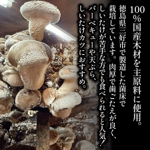 中型生 しいたけ 約2kg 菌床【 しいたけ 】
