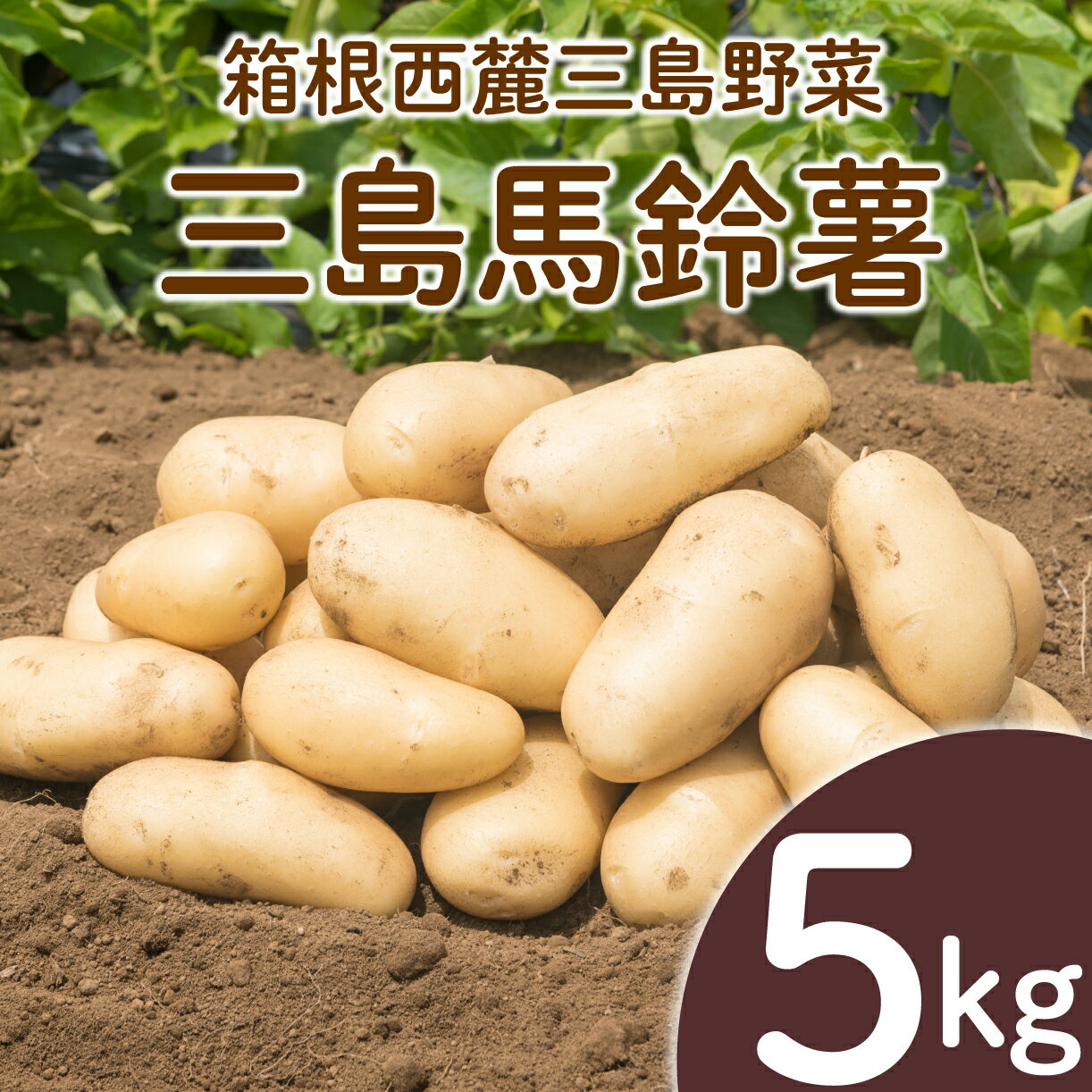 【ふるさと納税】 三島馬鈴薯 約5kg JAふじ伊豆 じゃがいも 馬鈴薯 メークイン 箱根西麓三島野菜 野菜 芋 農作物 化粧箱 みしまるかん JA 三島市 静岡県