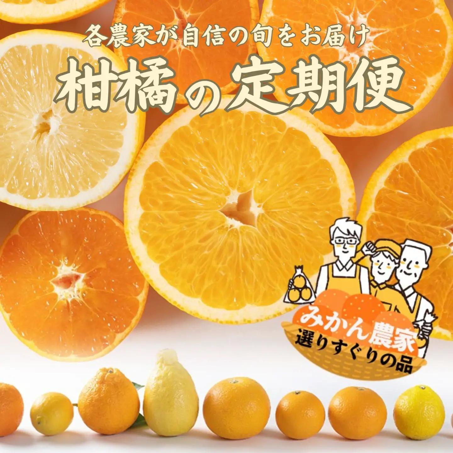 【10回定期便】みかん 旬の柑橘 ミカン 蜜柑 柑橘 柑橘定期便 かんきつ 和歌山県 海南市