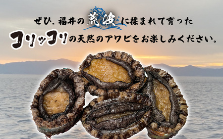 【先行予約】日本海若狭湾【活きたまま天然アワビ約600g】海水パックにてお届け！【2024年12月上旬以降順次発送】 [m36-d001]