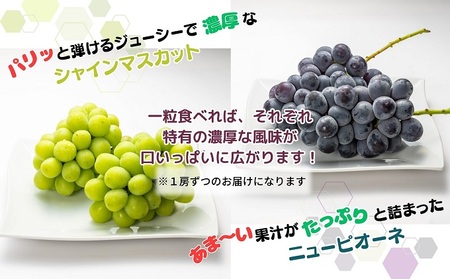 【2025年8月中旬より順次発送】大房シャインマスカット＆大房ニューピオーネ　各1房　（各約600g） ジューシー 濃厚 果汁たっぷり デザート 食後 国産 日本産 観音寺産 食べ比べ ブドウ食べ比べ