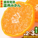 【ふるさと納税】赤秀品 紀州有田産 濃厚完熟温州みかん 選べる内容量 2kg 3kg (MサイズまたはSサイズ) 魚鶴商店《2024年11月下旬-2025年2月上旬頃出荷》和歌山県 日高川町 みかん ミカン 蜜柑 フルーツ 柑橘