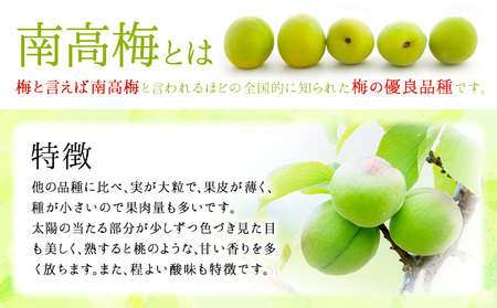 青梅 梅 あおうめ 和歌山産 南高梅 約5kg ときわオンライン《2025年5月下旬-7月上旬頃出荷》 和歌山県 紀の川市 産地直送 農家直送