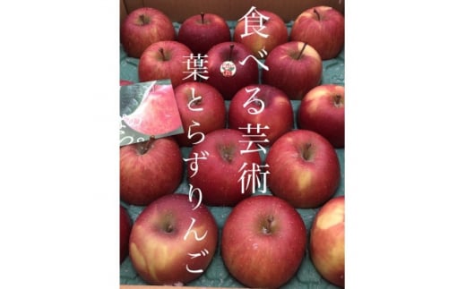 園主一押し!味をとことん突き詰めたりんご　葉とらずサンふじ　贈答用　約5kg　蜜入り期待大!【1342650】