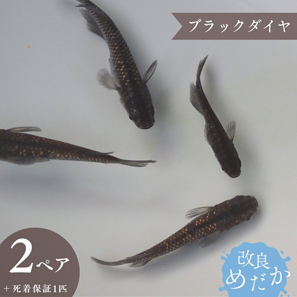 【ふるさと納税】改良めだか ［ ブラックダイヤ ］(2ペア＋死着保証1匹） めだか メダカ めだか屋らん メダカ飼育 めだか飼育 観賞用