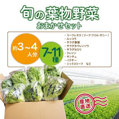 ふるさと納税 亀岡市 【毎月定期便】新鮮 旬の葉物野菜セット 7種〜11種 詰め合わせ 全6回 |  | 01