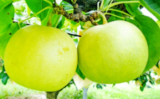 
                  【期間限定】鳥取県産 二十世紀梨 “赤秀” 5kg（10〜14玉/5L～3Lサイズ）
                