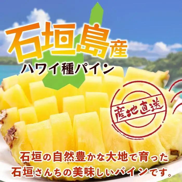 【先行予約】石垣島産 ハワイ種 パイン (4玉 約4㎏)  TP-5