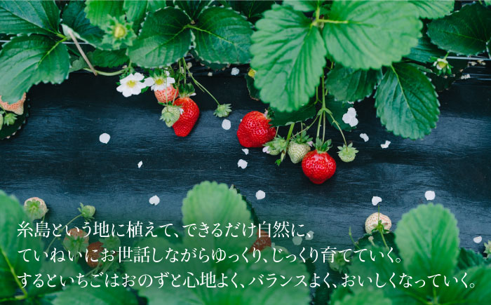 完熟あまおうジャム 140g×3本 糸島市 / slowberry strawberry [APJ003] 苺 イチゴ あまおう