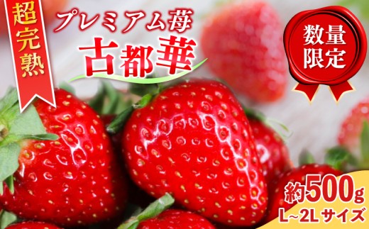 いちご 古都華 約500g 250g×2パック 大粒 L~2Lサイズ 冷蔵 いちご ことか  2027年発送 苺 フルーツ 果物 くだもの イチゴ  strawberry 贈答 ギフト プレゼント 人気 産地直送 新鮮 旬 完熟 ふるさと納税苺 奈良県 奈良市 6FARM