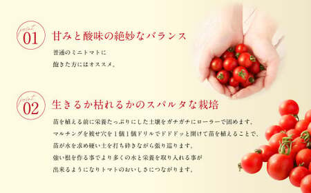 【年3回定期便／2026年1月発送開始】 ソムリエ ミニトマト プラチナ 3kg×3回 合計9kg とまと トマト 野菜 やさい 熊本県産 国産 