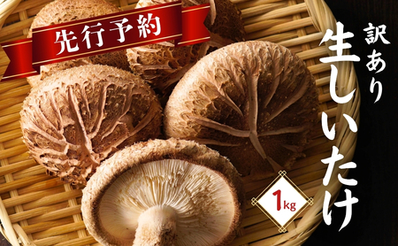 【先行予約・訳あり】椎茸 肉厚生椎茸 1㎏ | 津久見市