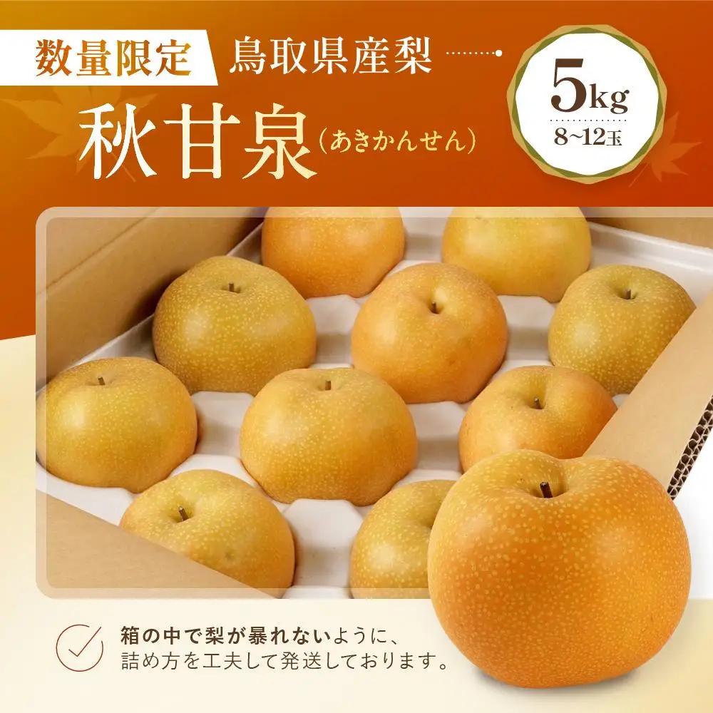 秋甘泉 5kg 8～12玉 数量限定 鳥取県産 梨 梨