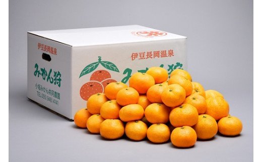 【数量限定】みかん農園直送！生産者厳選「小坂みかん」（約9kg）