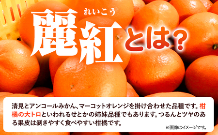 麗紅 約2kg みかん 麗紅