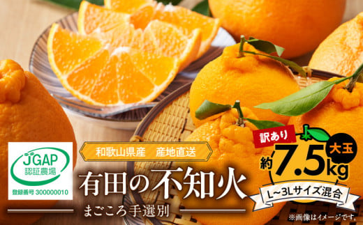 ZE6107n_有田の不知火(しらぬひ) 【訳あり　家庭用】7.5kg 大玉 （L～3Lサイズ混合）まごころ手選別