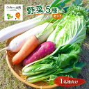 【ふるさと納税】1名様向け／野菜5種セット　 野菜 野菜セット 野菜詰合せ 産地直送 旬の野菜 農園直送 食べ物 食品 グルメ 食卓 ベジタブル 国産 日本産 国産野菜