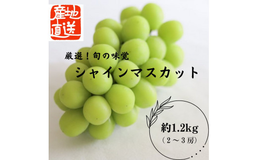 ＜2026年発送分先行予約＞シャイマスカット約1.2kg入り ALPAO004