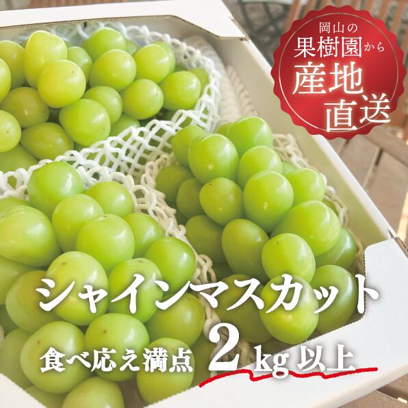 【ふるさと納税】 【きよとうファーム】 【2026年先行予約】 シャインマスカット 3〜5房 計2kg〜 （岡山県真庭市産） 2026年9月以降順次発送予定 （配送不可地域：離島） ぶどう 葡萄 先行予約