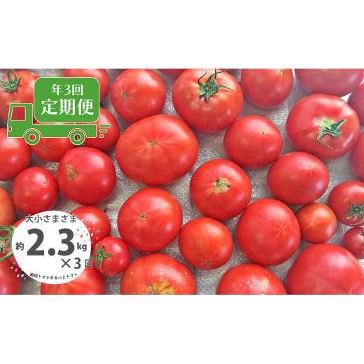 ＜＜2026年発送＞＞【3回定期便】【訳あり】 トマト  約2.3kg  織田トマト 高知 サイズ 違い 混合 キズあり 大小 まるっとトマト ＜毎年2月末頃まで申込受付＞【1月頃〜5月頃の間に3回お届け】