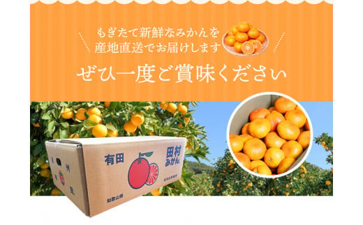 みかん 高級ブランド 田村みかん 5kg【予約】 ※2026年11月下旬～2027年1月下旬頃に順次発送予定 / みかん ミカン 有田みかん 温州みかん 田村みかん ブランドみかん フルーツ 果物 く