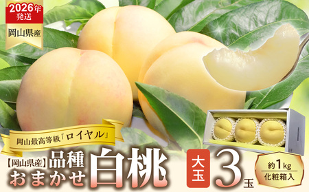 【令和８年発送分】岡山県産 白桃「ロイヤル」大玉3玉（令和8年7月から8月頃発送）【桃】