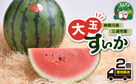 神奈川県 三浦市 産大玉すいか（ 2個 ） M109-007 すいか スイカ 三浦市農業協同組合 ふるさと納税 おすすめ ランキング プレゼント ギフト