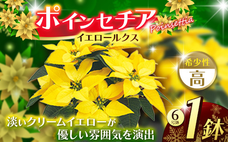 ポインセチア イエロールクス（6号鉢） | 栃木県 下野市