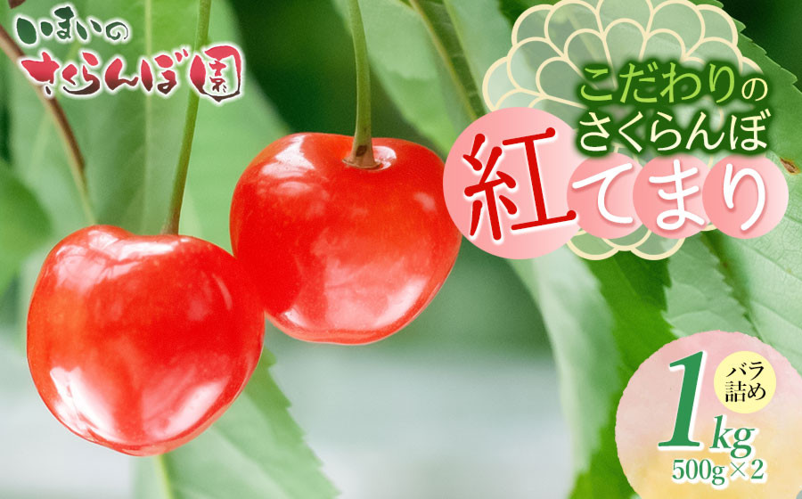 
            【令和8年産先行予約】　こだわりのさくらんぼ　「紅てまり」（2Lサイズ以上）バラ詰め 1kg （500g×2）いまいのさくらんぼ園 K-866
          