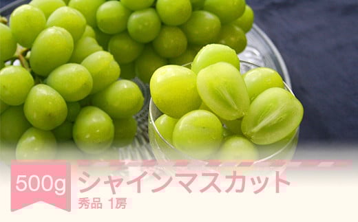 
            【先行予約】シャインマスカット 秀品 500g 令和7年産 2025年産 果物 mm-busmx1
          