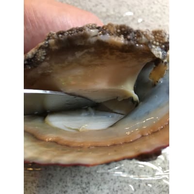 竹中水産の嗜好の大型アワビ(合計800g強)! 【H22−225】【配送不可地域：離島・北海道・沖縄県】【1052350】