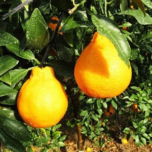 【1月より発送】あまい柑橘!不知火 3kg(7・8玉または10・12玉)段ボール箱入り_果物・フルーツ  柑橘 _【1134445】
