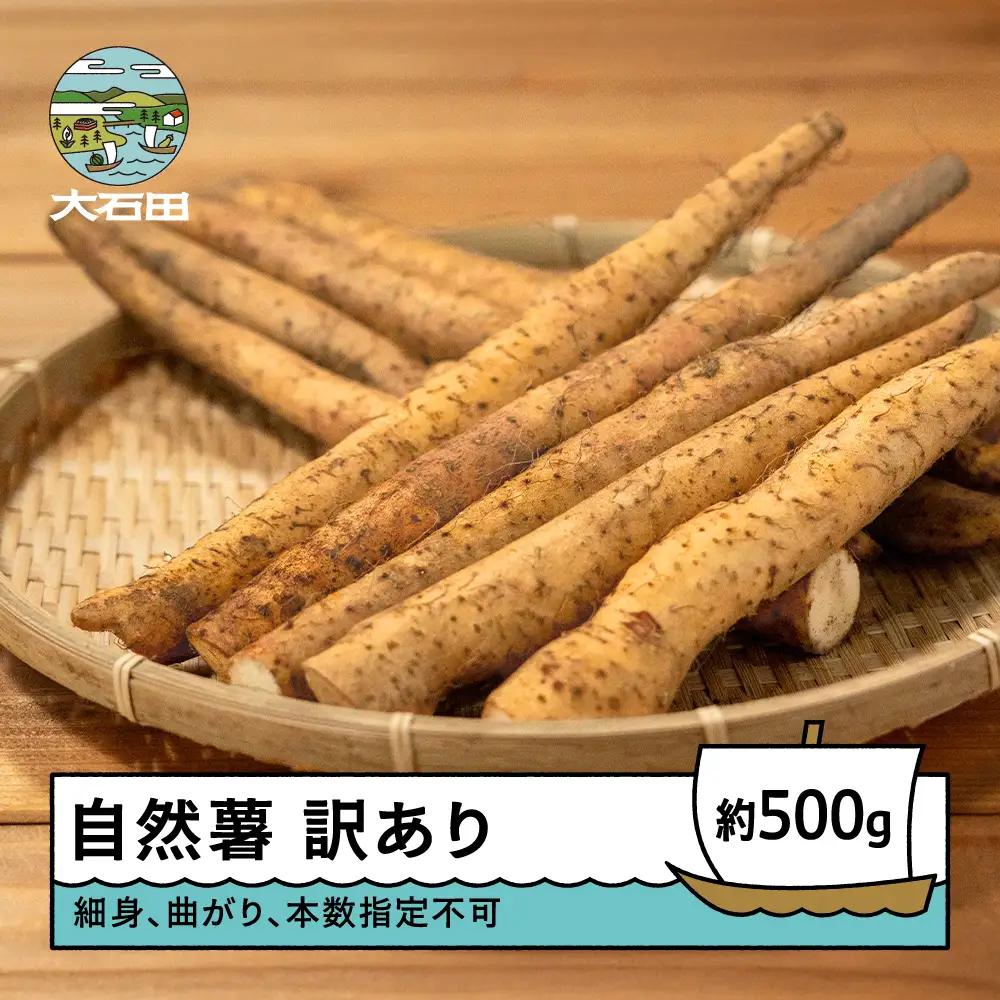雪国育ちの自然薯 ご家庭用 約500g 訳あり oz-ziwxx500