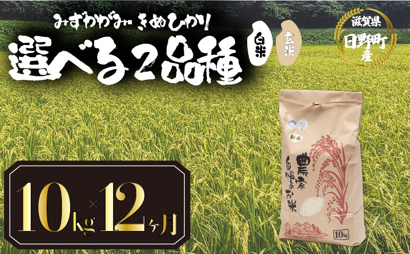 
                  【新米 先行予約】 令和8年産 選べる 品種 みずかがみ きぬひかり 白米 / 玄米  定期便 10kg × 12ヶ月 計120kg 2026年産 キヌヒカリ 国産 滋賀県 日野町 農家直送 お米 精米 おこめ こめ 米 ご飯 おにぎり お弁当 弁当 kome R8年 R8 8年産 ハクマイ げんまい しんまい おこめ こめ 米 オコメ 産地直送 日野町産米 産地直送 ふるさと納税
                