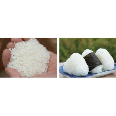 ふるさと納税 鳥取市 【2026年9月下旬〜発送予定】鹿野のさくら姫米 3kg |  | 01