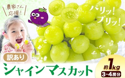 シャイン 訳あり シャインマスカット 約1kg 《2026年8月上旬-8月下旬頃出荷》訳あり シャインマスカット マスカット ぶどう フルーツ 果物 大阪府 羽曳野市 シャイン 食べやすい