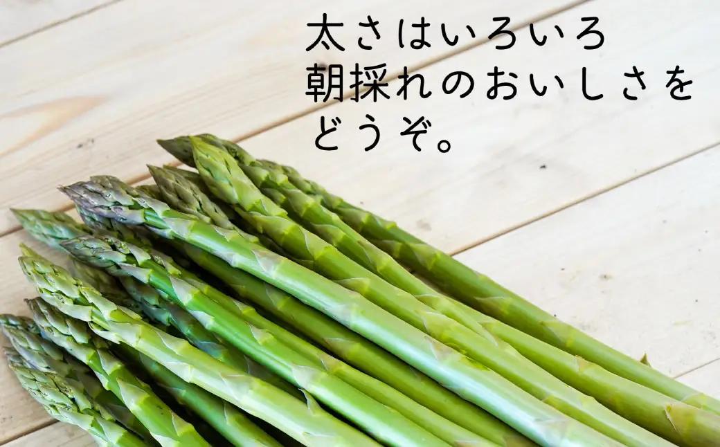 アスパラ 約800g M～2L 【2026年4月下旬～6月下旬迄発送予定】