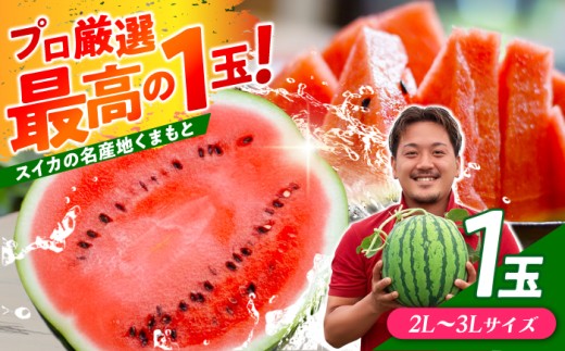 すいか 大玉スイカ！ 2L～3Lサイズ（約7kg～9kg） 厳選 1玉！ すいかの名産地 熊本からお届け 【城野農園】 [ZFV001]