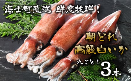 【便利な個包装】高級朝どれ白いか丸ごと3本セット【ぜひお刺身で！】｜イカ 剣先イカ 烏賊 母の日 父の日
