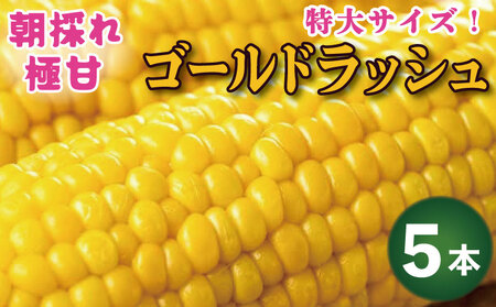 とうもろこし ゴールドラッシュ 5本 約2kg スイートコーン 先行予約  2025年6月から順次発送 とうもろこし トウモロコシ とうもろこし トウモロコシ とうもろこし