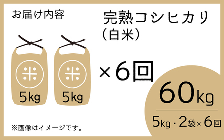 【先行予約】【令和7年産　新米】【6ヶ月定期便】くらもち完熟米 コシヒカリ 白米10kg（5kg×2袋）×6回　計60kg【2025年10月より順次発送】ふるさと納税 定期便 毎月 届く 小分け 米 