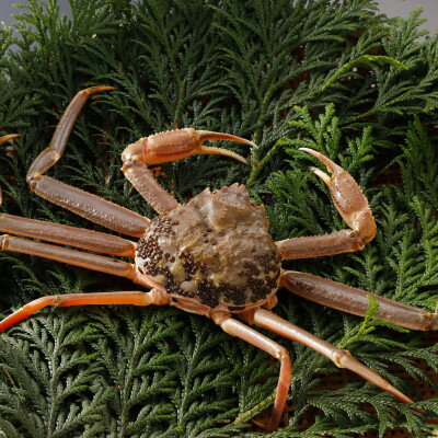 【ふるさと納税】【先行予約】鳥取県産 訳あり 活 松葉がに 900g×3杯(中村商店)25年12月・26年1月発送【配送不可地域：離島・北海道・沖縄県・東北・信越、北陸】【1692733】