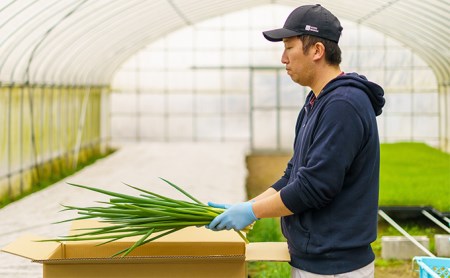 【4か月定期便】生産農家直送 京野菜・九条ねぎ2kg〈ねぎ 野菜 京都